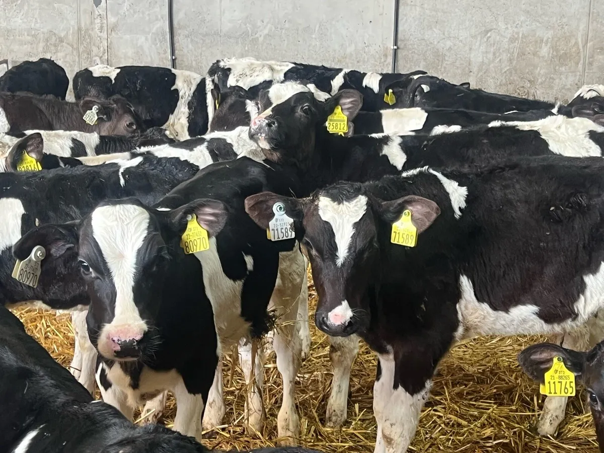 20 FRESIAN BULL WEANLINGS READY FOR GRASS - Image 1