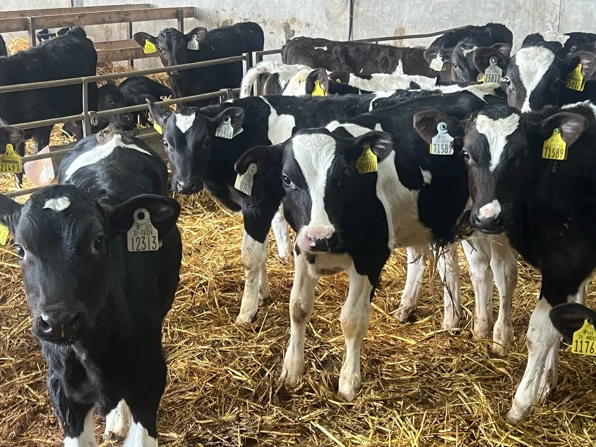 20 FRESIAN BULL WEANLINGS READY FOR GRASS - Image 3