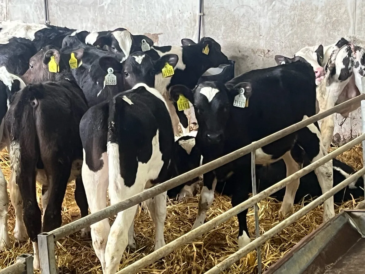 20 FRESIAN BULL WEANLINGS READY FOR GRASS - Image 4