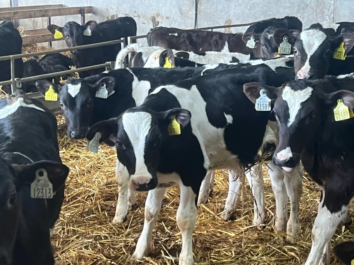 20 FRESIAN BULL WEANLINGS READY FOR GRASS - Image 2