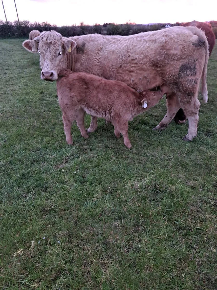beef cattle - Image 3