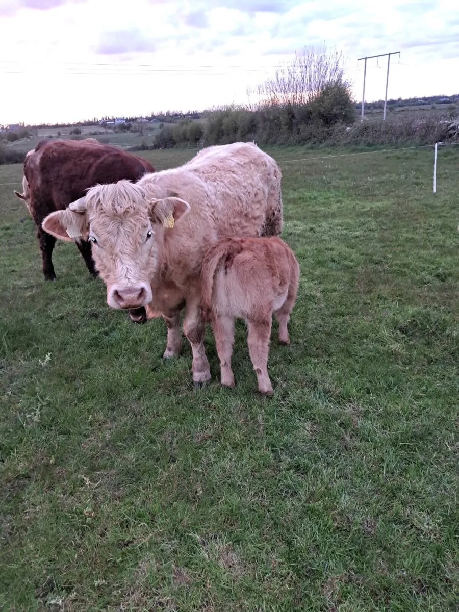 beef cattle - Image 4