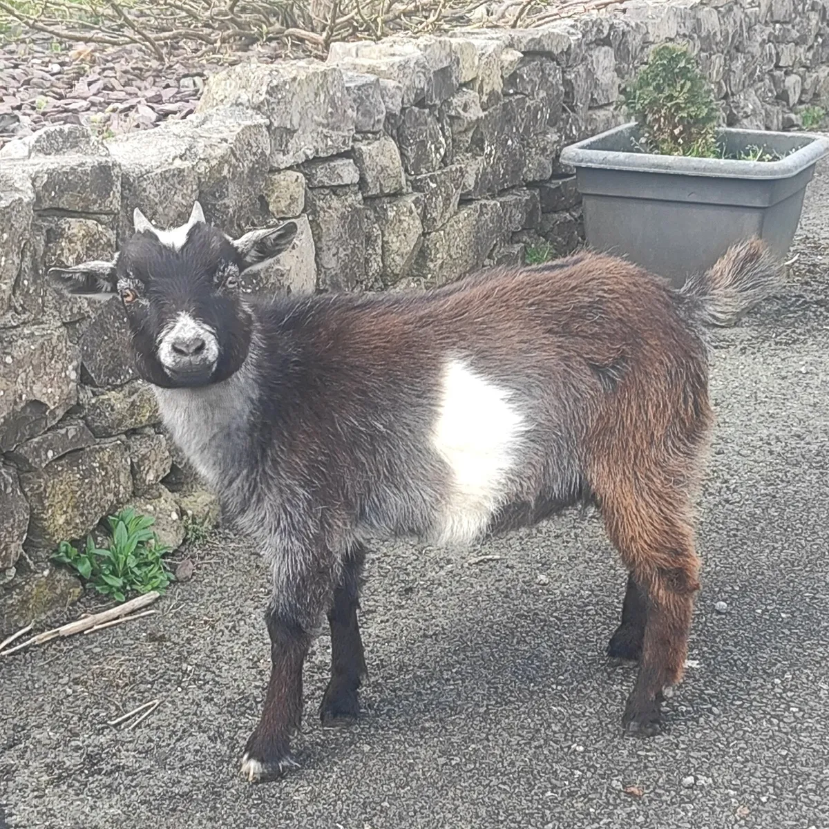 Female Pygmy Goat - Image 1