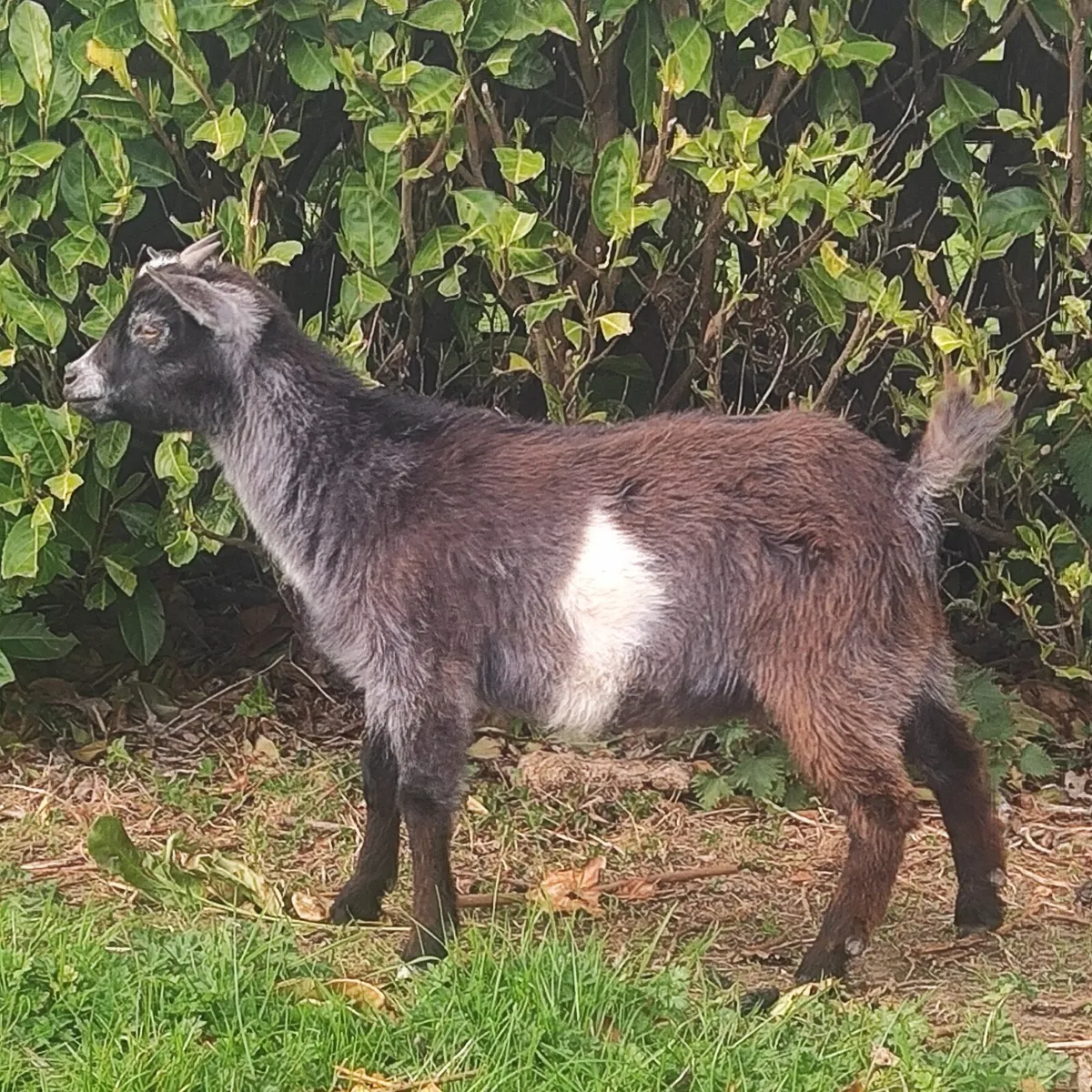 Female Pygmy Goat - Image 2