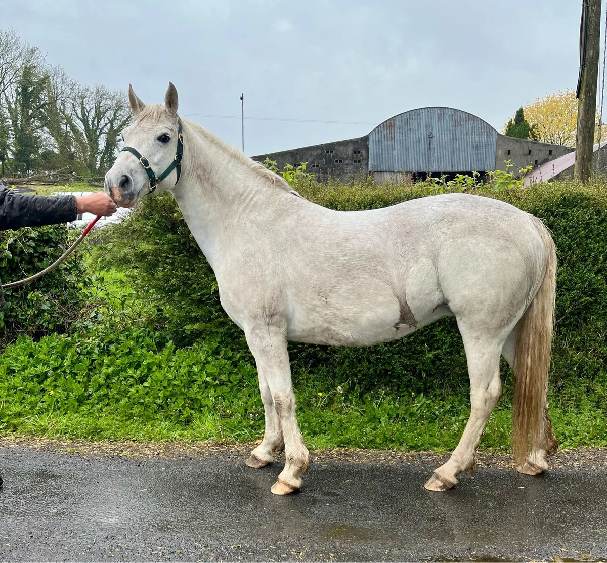 7 year old Carrie Eibhir mare - Image 2