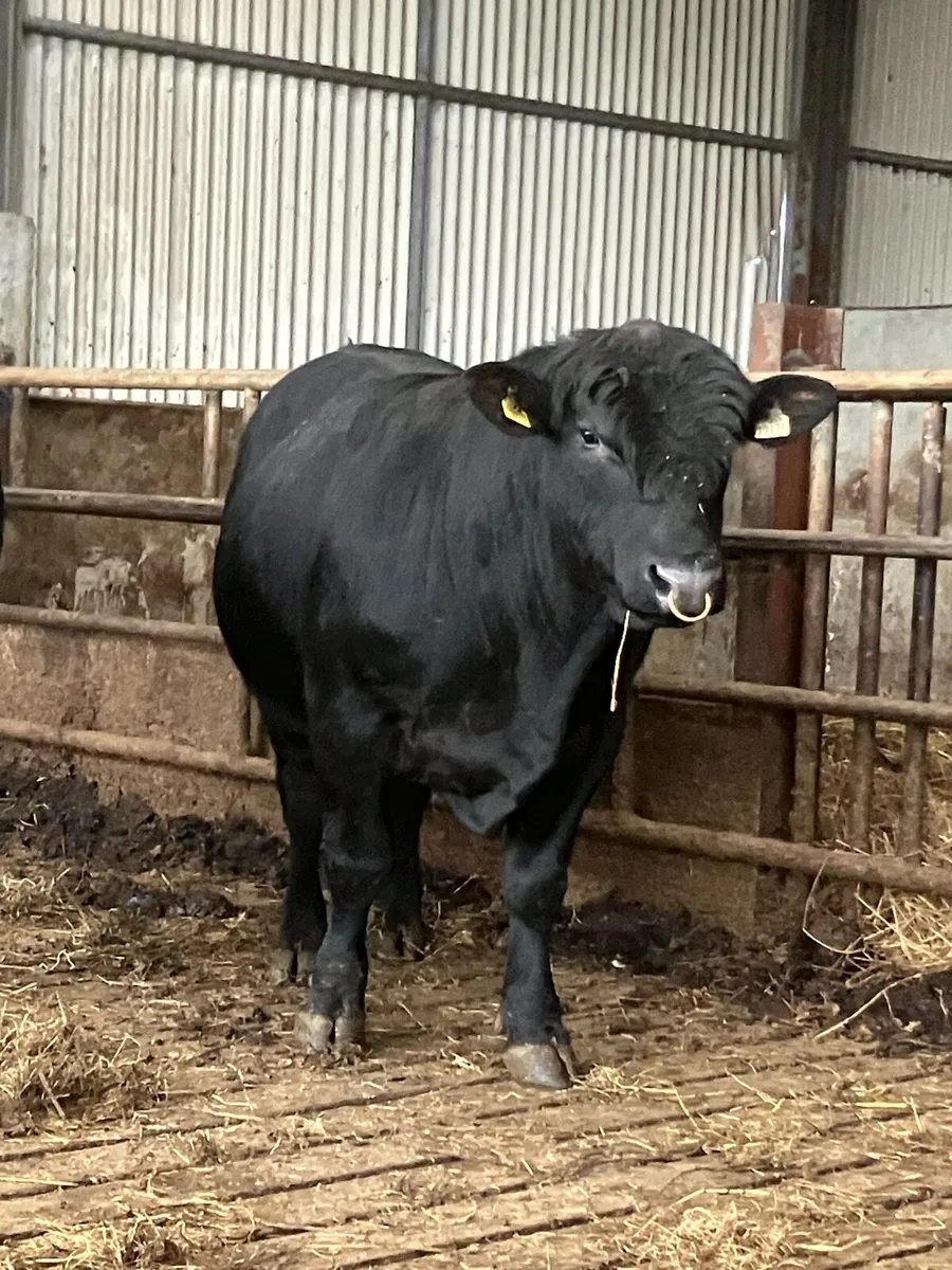 P.B.R AA Bulls - Image 2
