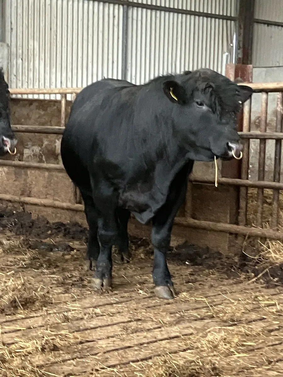 P.B.R AA Bulls - Image 3