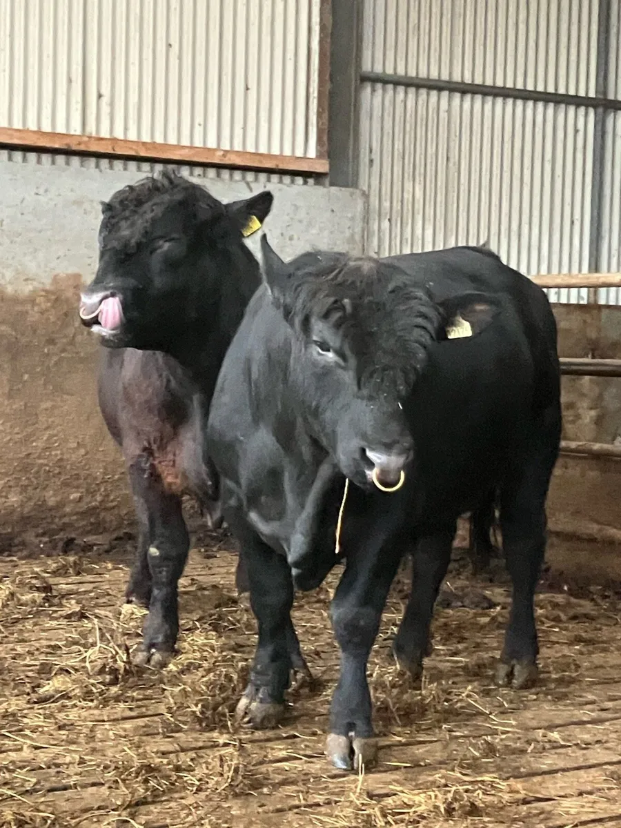 P.B.R AA Bulls - Image 4