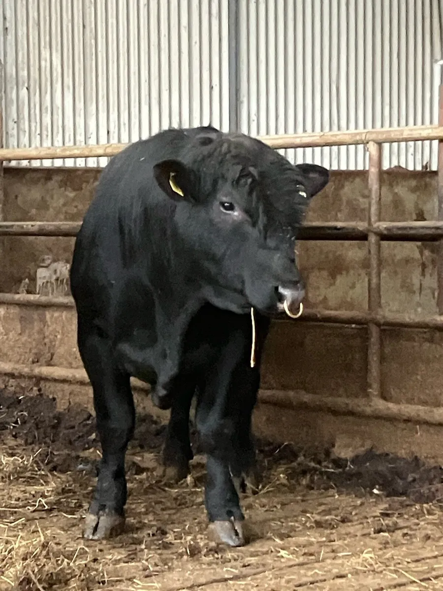 P.B.R AA Bulls - Image 1