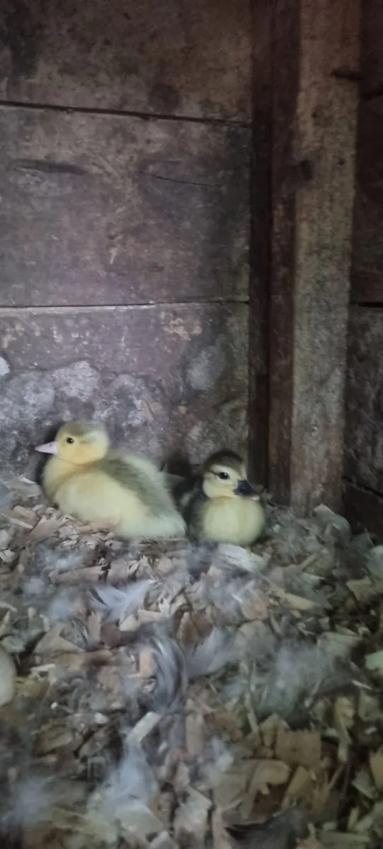 Muscovy ducklings - Image 1