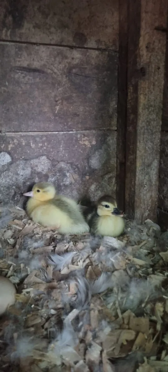 Muscovy ducklings - Image 2