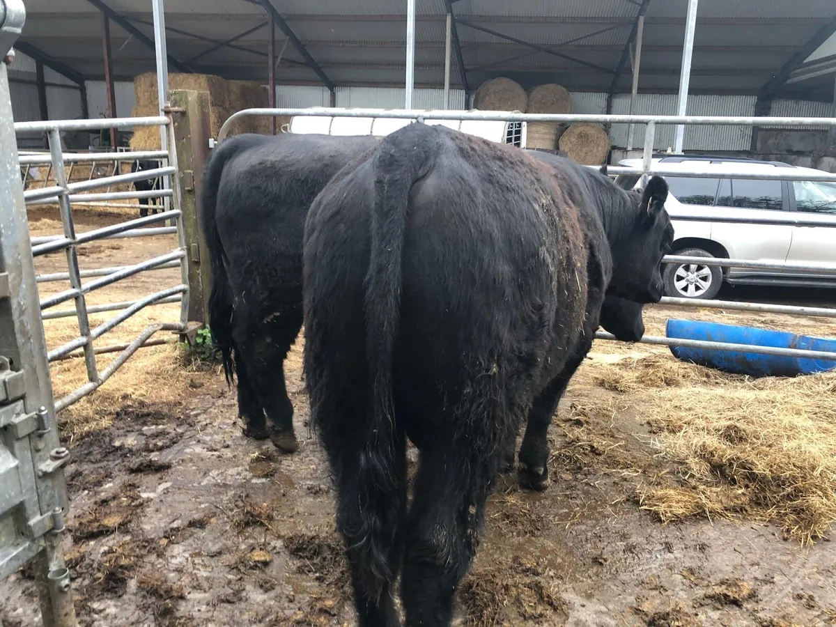 Purebred Angus Bulls - Image 2