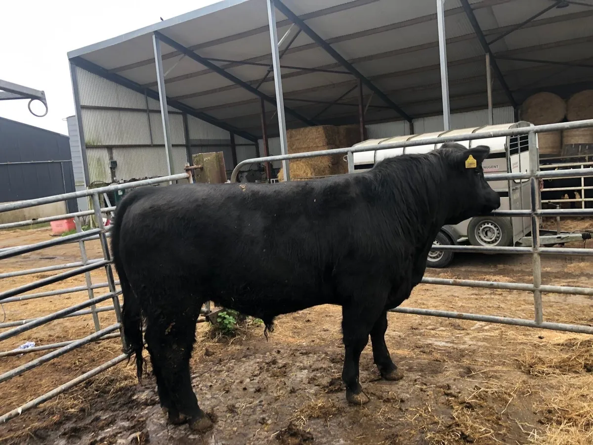 Purebred Angus Bulls - Image 3
