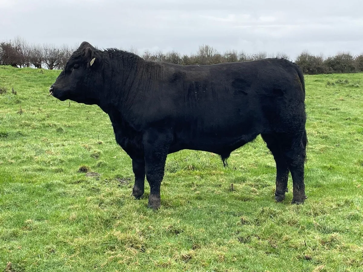 Purebred Angus Bulls - Image 4