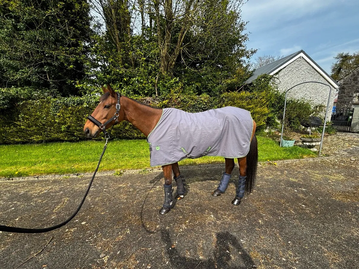8yr 16.1 TB incredible temperament - Image 1