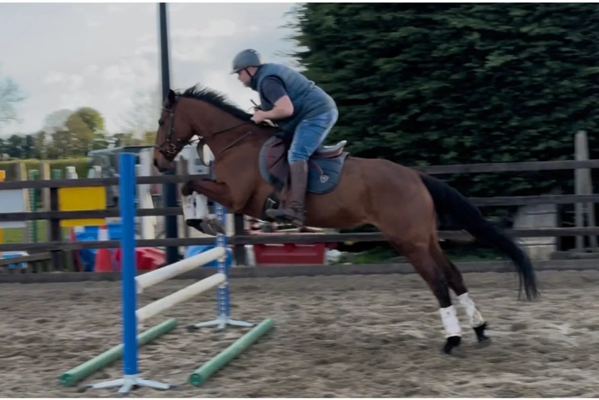 8yr 16.1 TB incredible temperament - Image 3