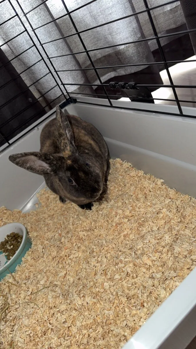 Baby rabbit - Image 2