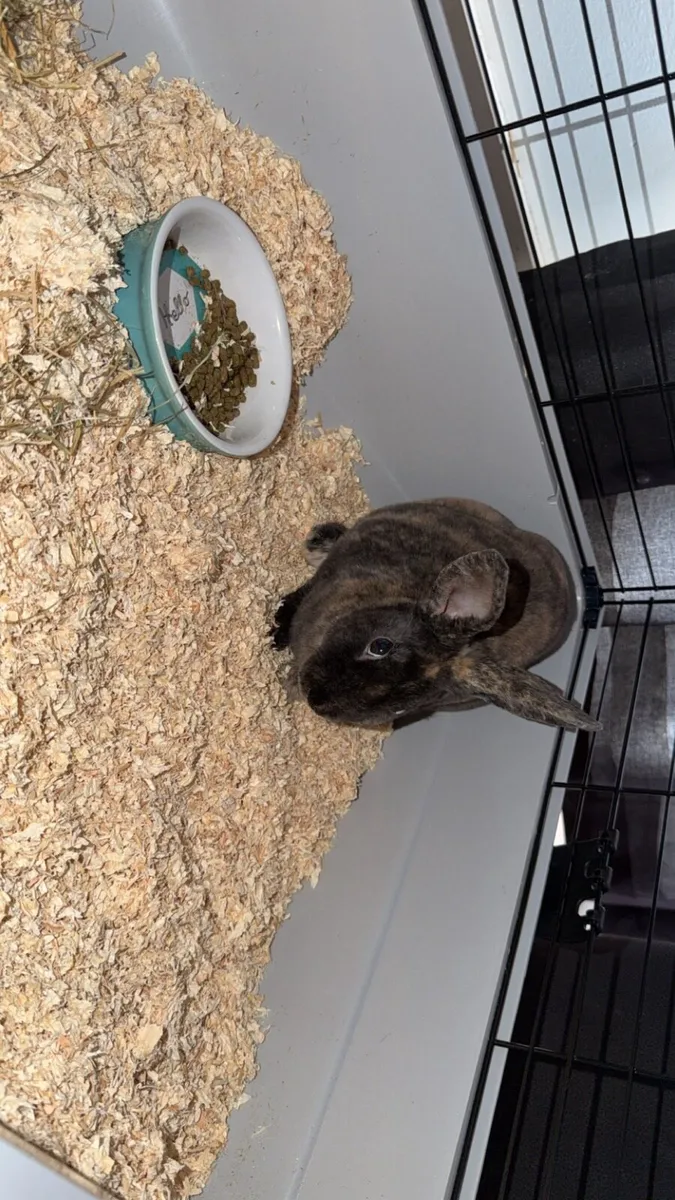 Baby rabbit - Image 3
