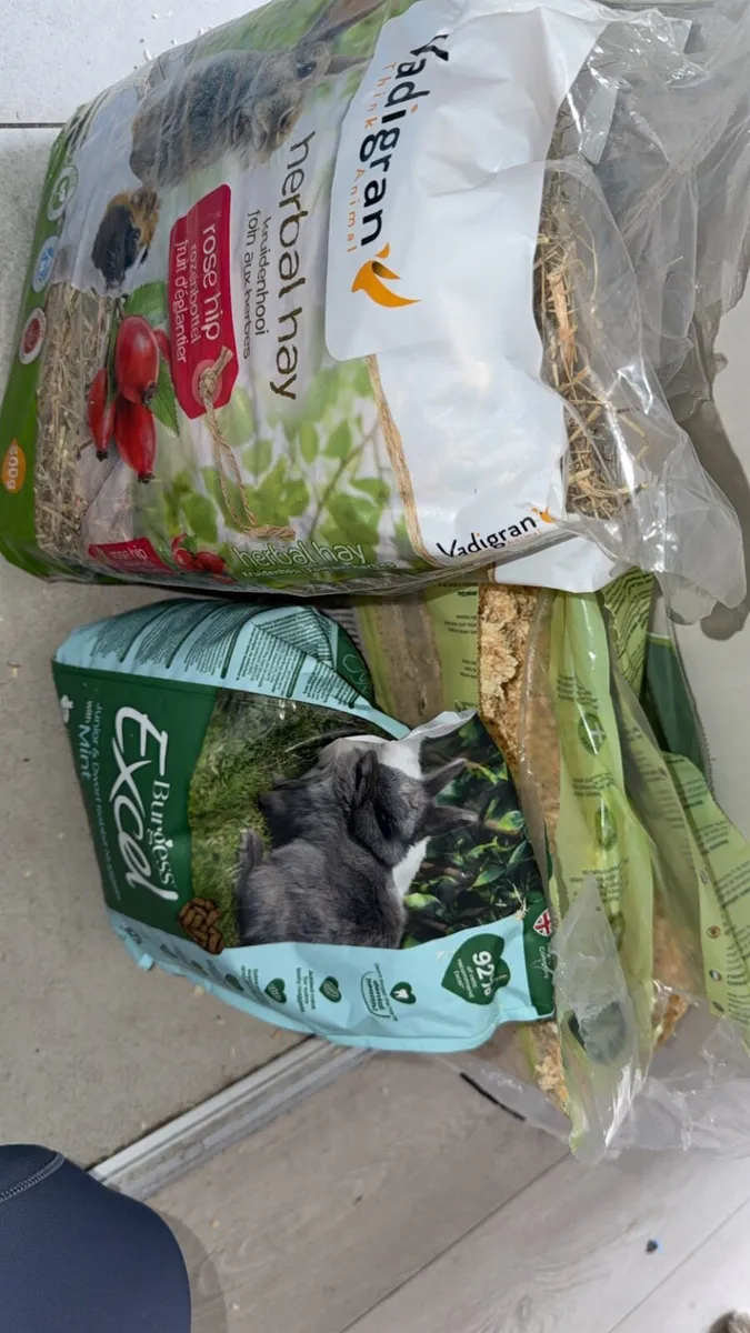 Baby rabbit - Image 4