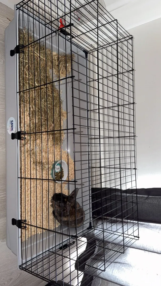 Baby rabbit - Image 1