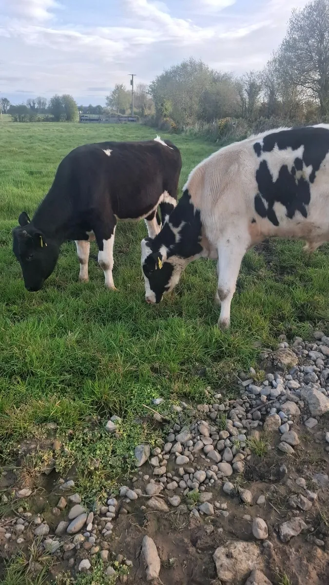 Friesian bull for sale - Image 1