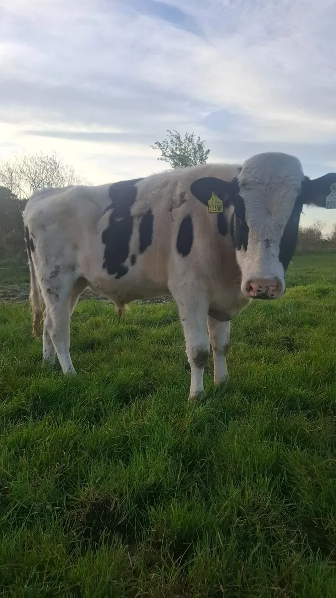 Friesian bull for sale - Image 2