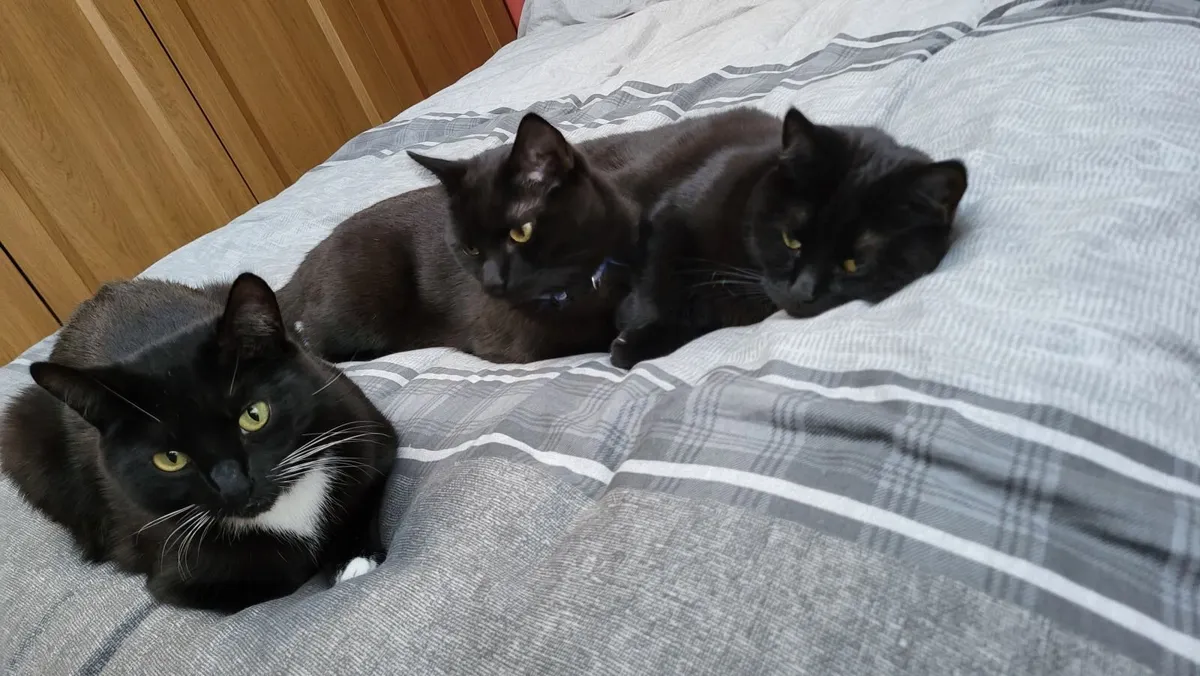 3 Black Cats for Sale (MUST BE TAKEN TOGETHER). - Image 2