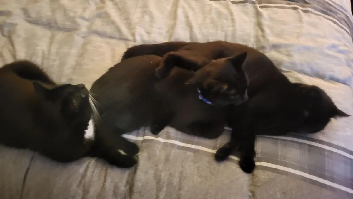 3 Black Cats for Sale (MUST BE TAKEN TOGETHER). - Image 3