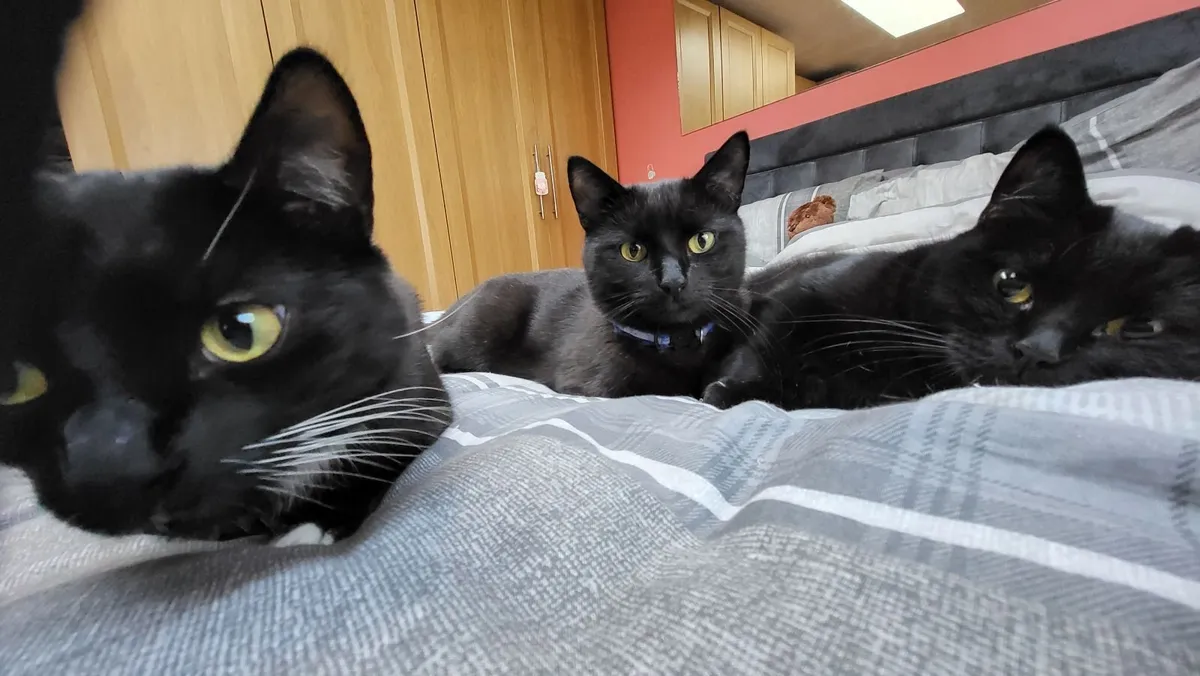 3 Black Cats for Sale (MUST BE TAKEN TOGETHER). - Image 1