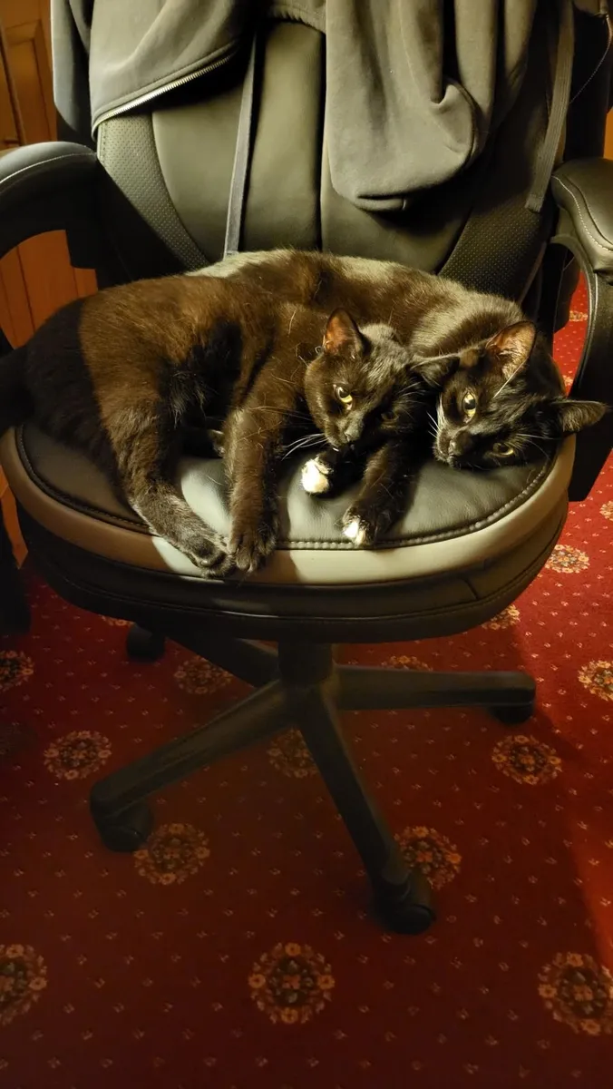 3 Black Cats for Sale (MUST BE TAKEN TOGETHER). - Image 4