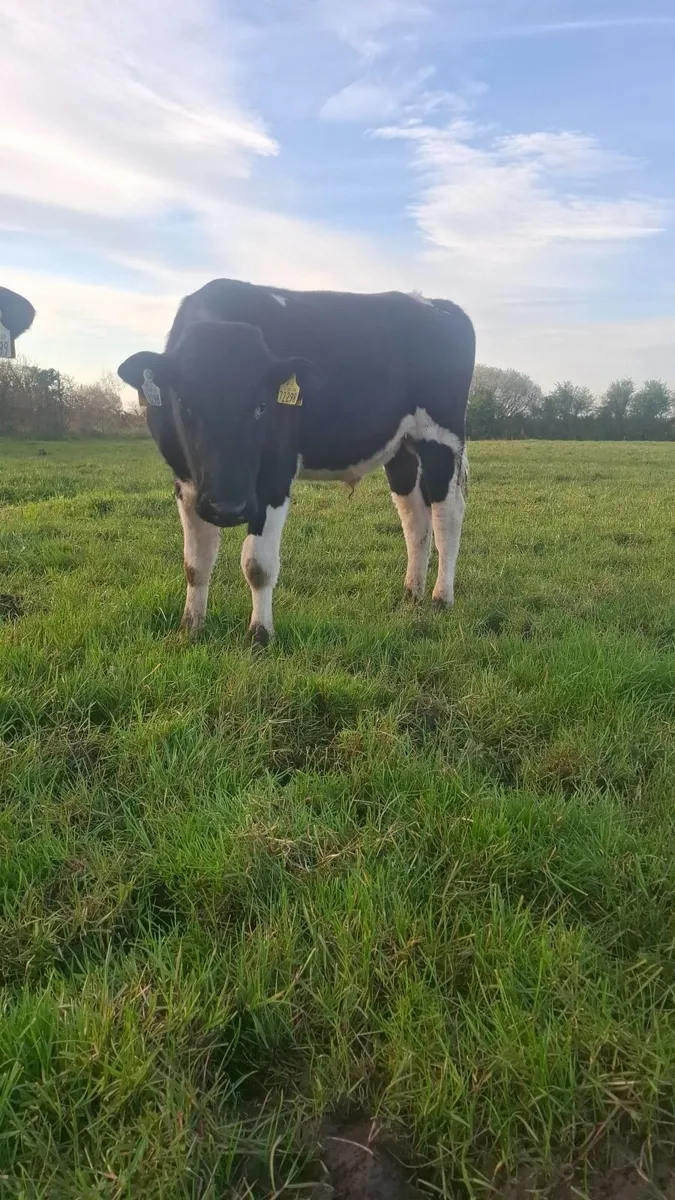 Friesian bull for sale - Image 4
