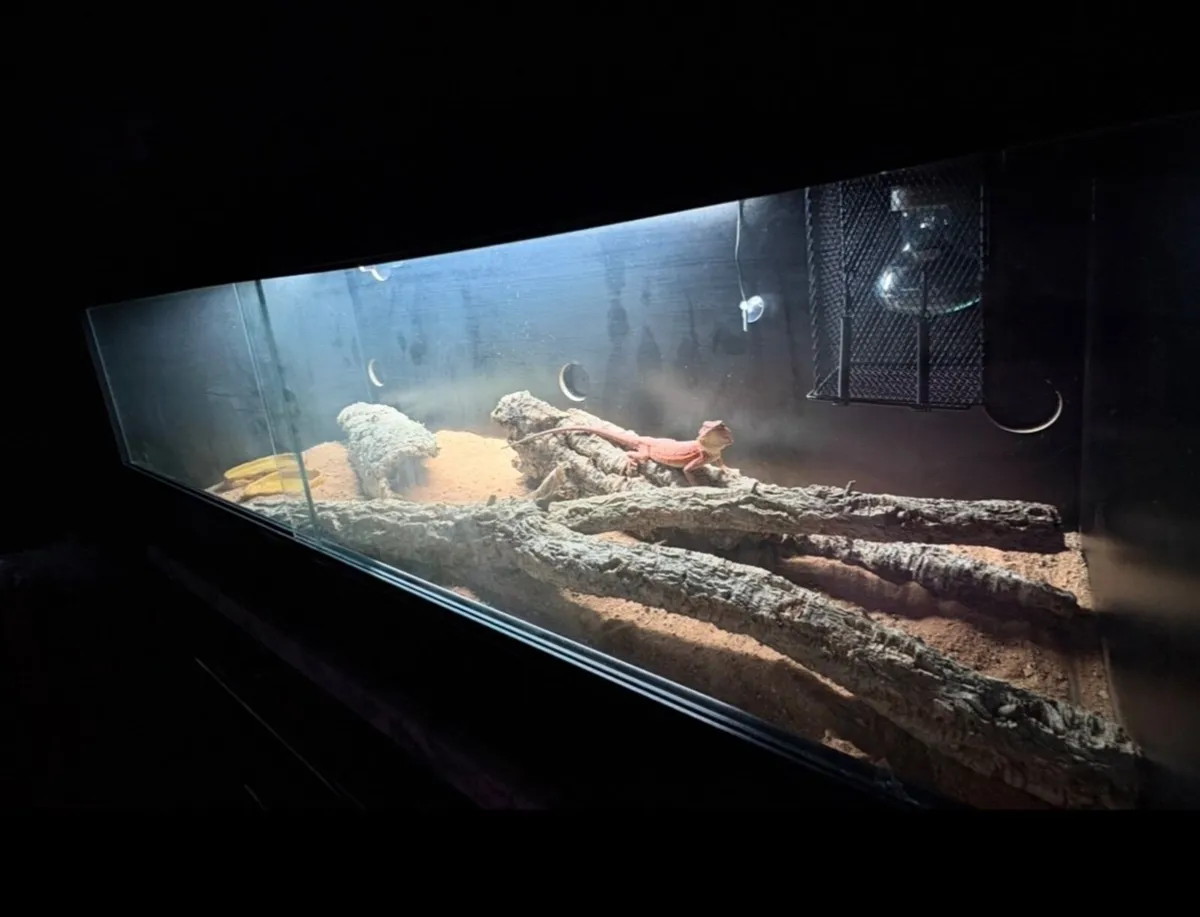 Bearded dragon and whole setup - Image 2