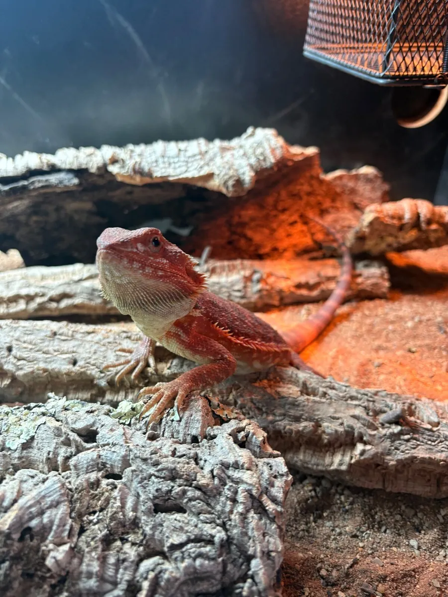 Bearded dragon and whole setup - Image 1