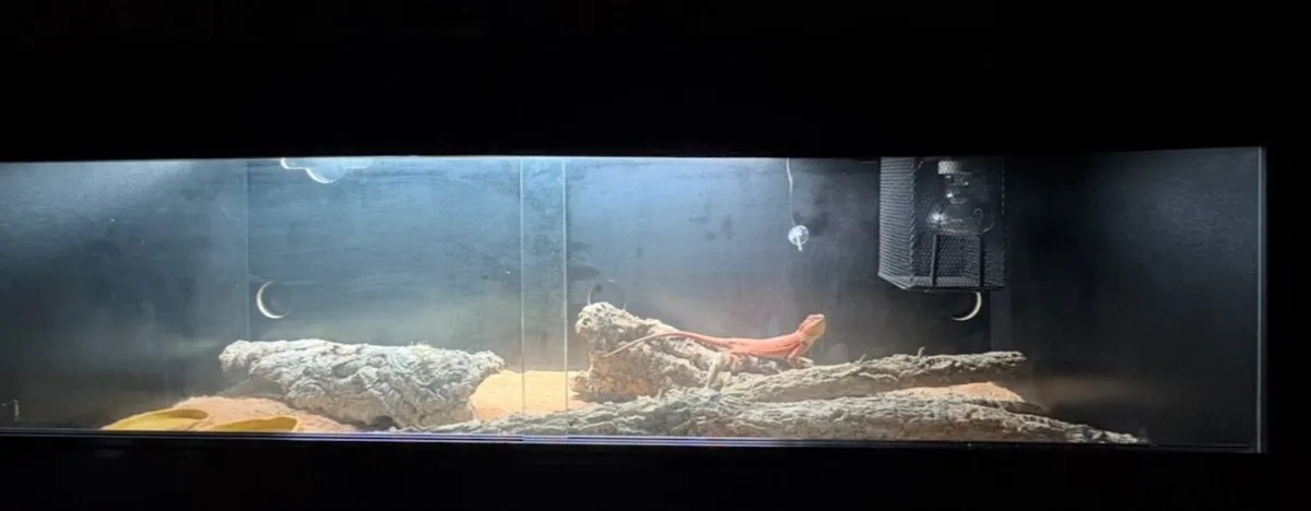 Bearded dragon and whole setup - Image 3