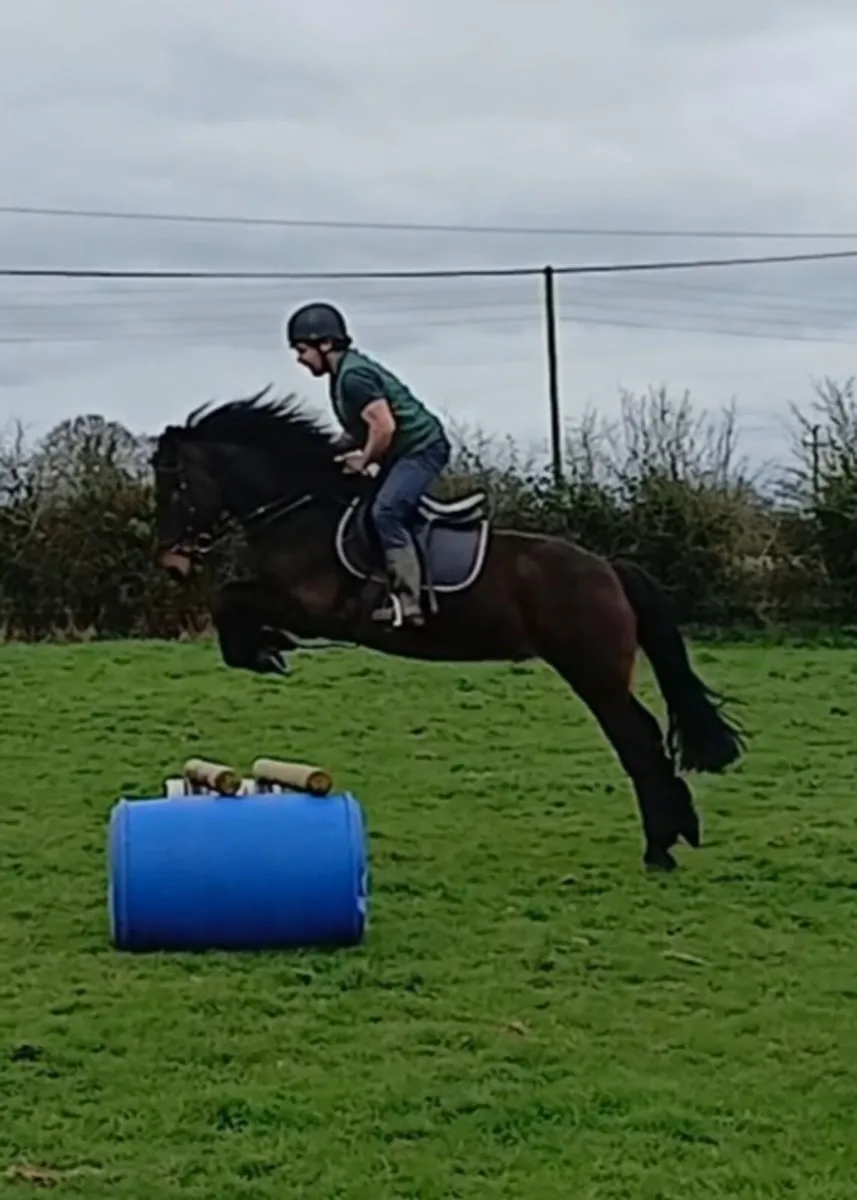 COB GELDING - Image 1