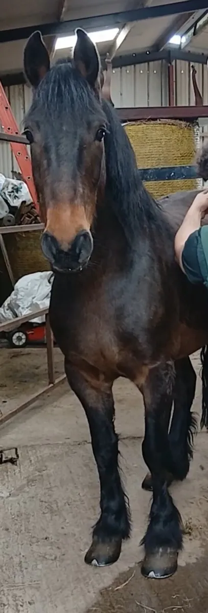 COB GELDING - Image 2