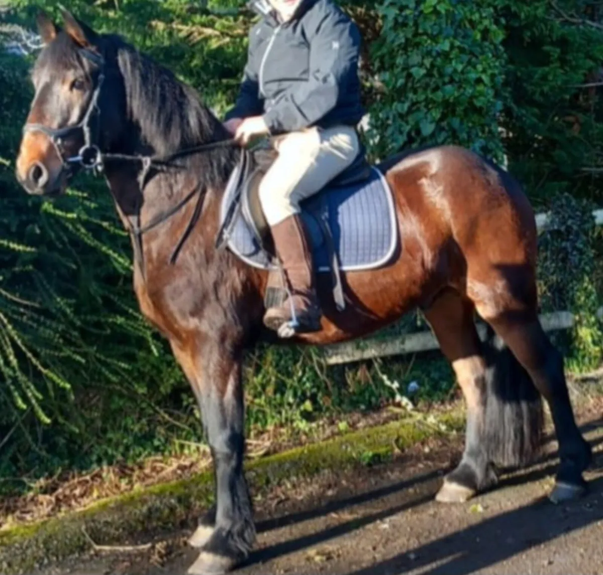 COB GELDING - Image 3