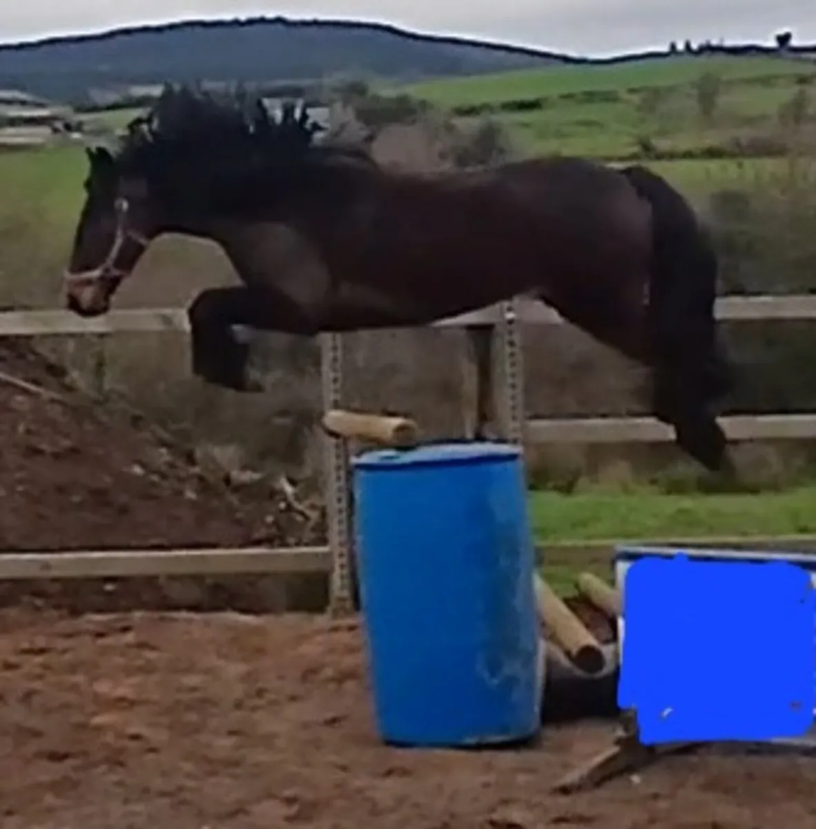 COB GELDING - Image 4