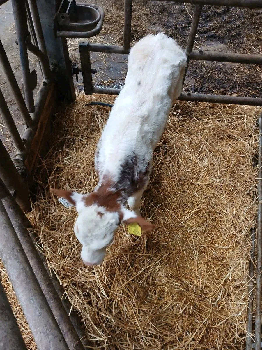 Belgian blue heifer calf - Image 3