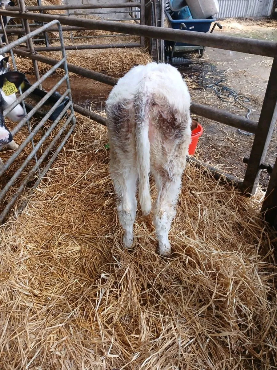 Belgian blue heifer calf - Image 1