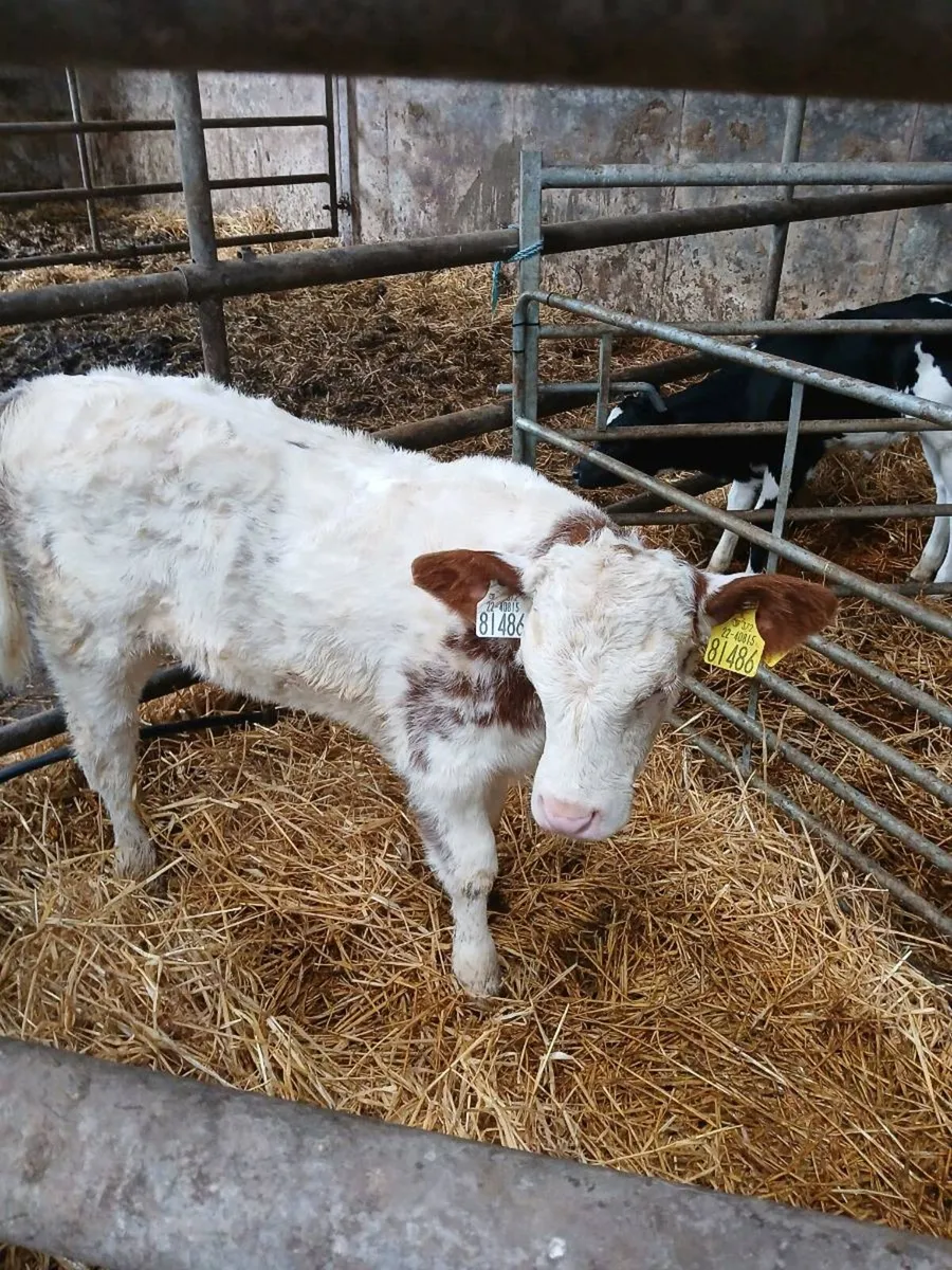 Belgian blue heifer calf - Image 4