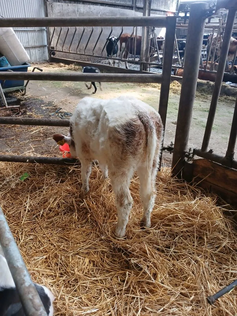 Belgian blue heifer calf - Image 2