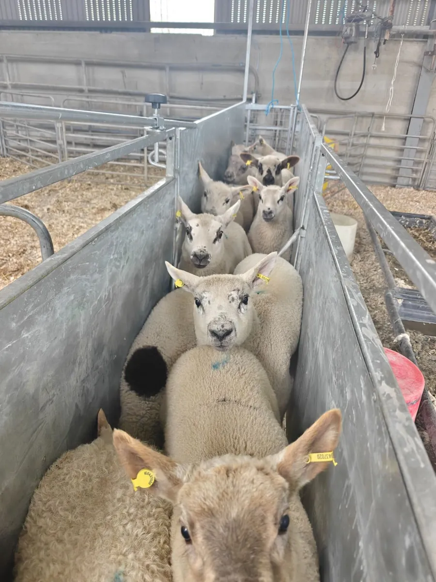 Ewes and lambs - Image 2