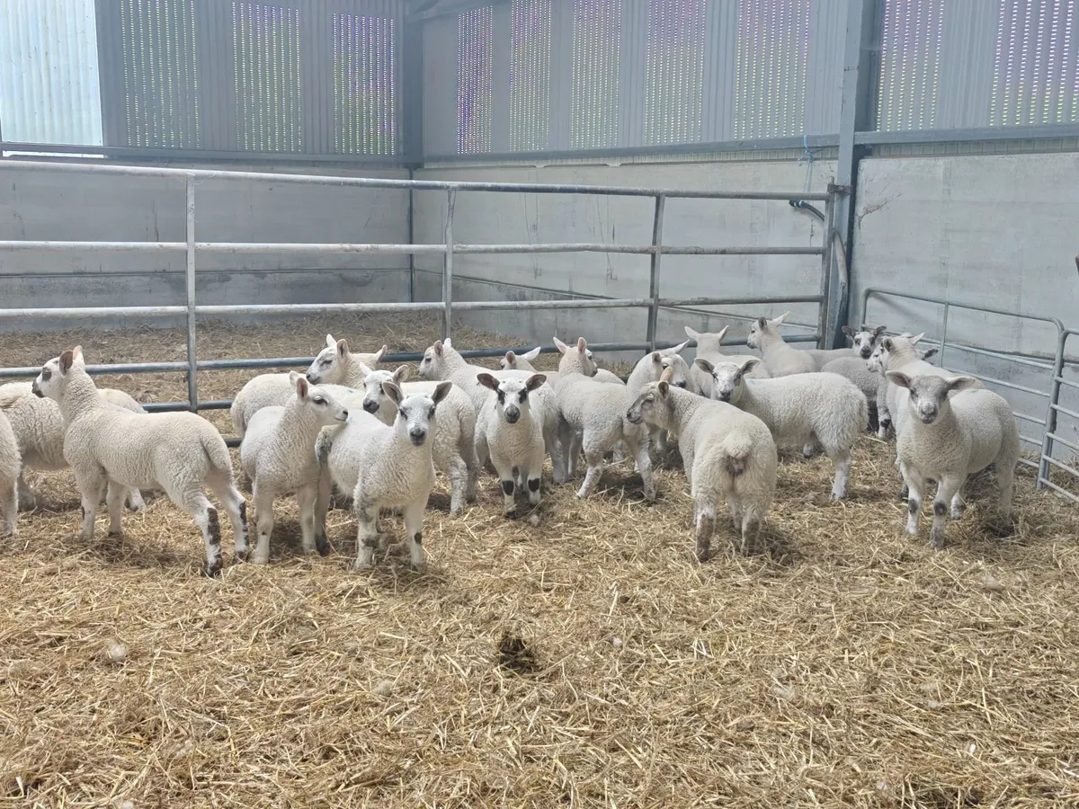 Ewes and lambs - Image 1