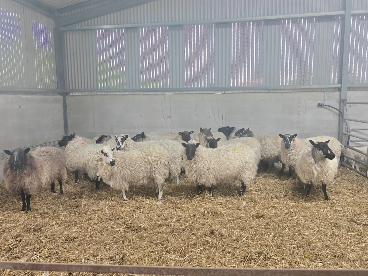 Ewes and lambs - Image 3