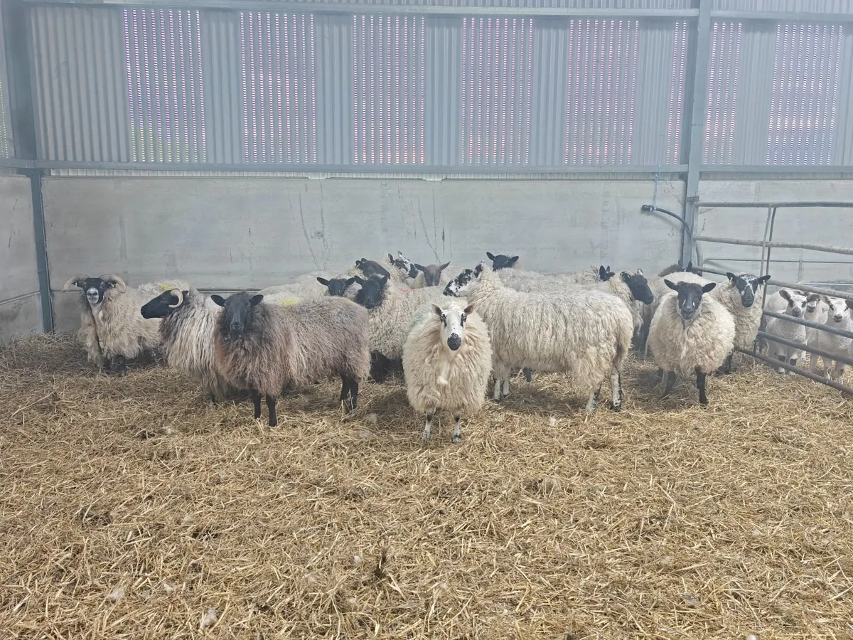 Ewes and lambs - Image 4