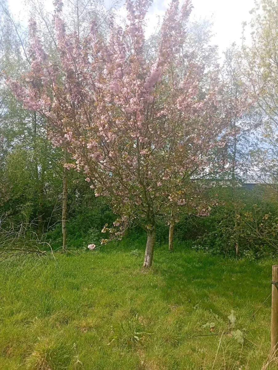 Mature trees - Image 1