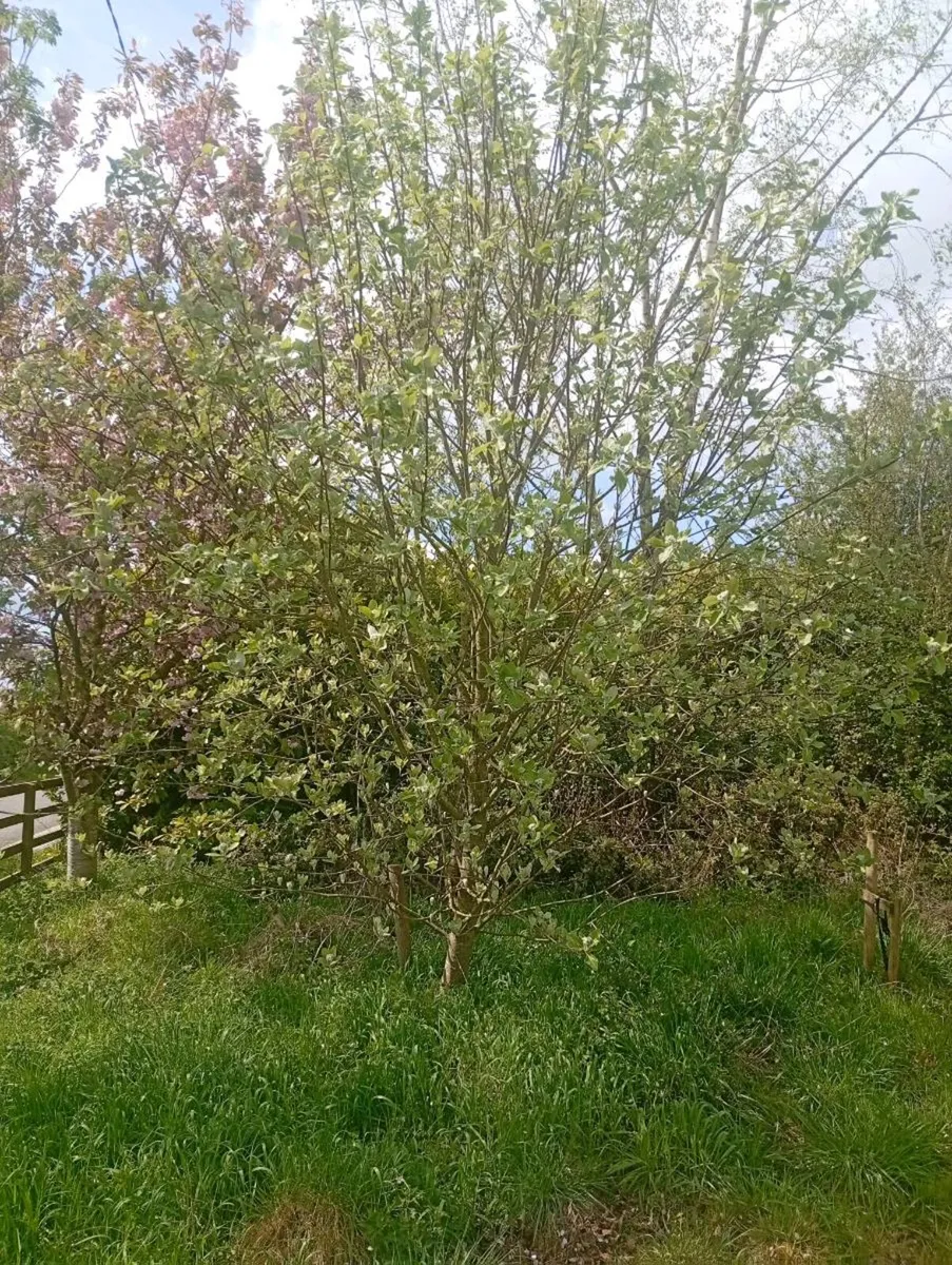 Mature trees - Image 2