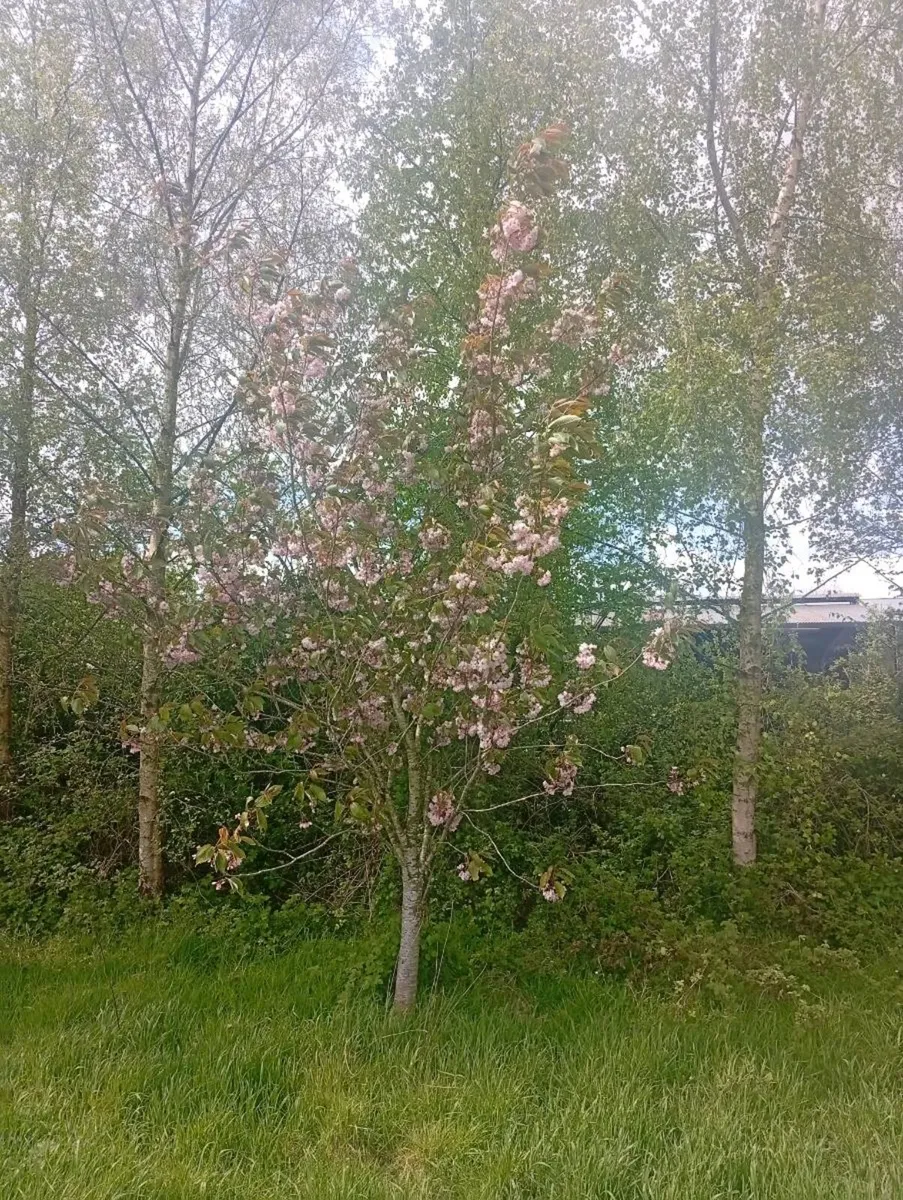 Mature trees - Image 3