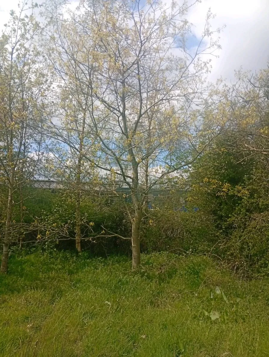 Mature trees - Image 4
